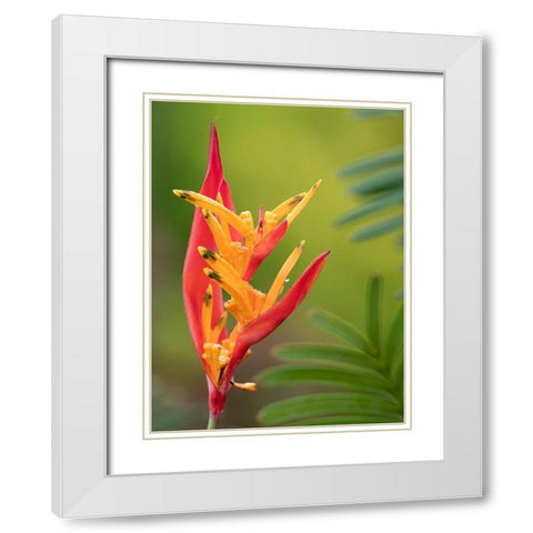 Fiji-Taveuni Island False Bird Of Paradise Flower (Heliconia psittacorum) White Modern Wood Framed Art Print with Double Matting by Merrill Images