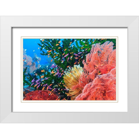 Purple Fairy and Orange Anthias Basslets (Pseudanthias sp)-Viti Levu-Fiji-South Pacific White Modern Wood Framed Art Print with Double Matting by Westmorland, Stuart