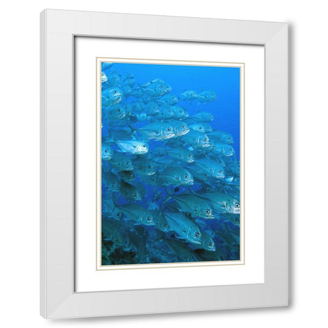 Solomon Islands, Meri Island Giant trevally fish White Modern Wood Framed Art Print with Double Matting by Shimlock, Jones