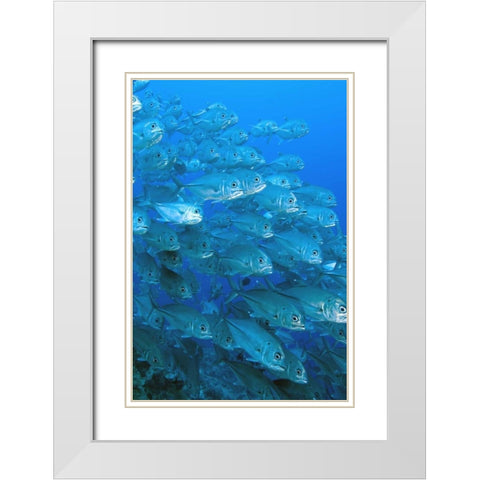 Solomon Islands, Meri Island Giant trevally fish White Modern Wood Framed Art Print with Double Matting by Shimlock, Jones