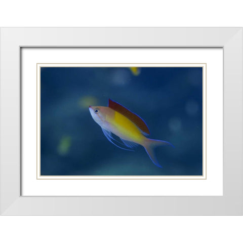 Solomon Islands A displaying male redfin anthias White Modern Wood Framed Art Print with Double Matting by Shimlock, Jones