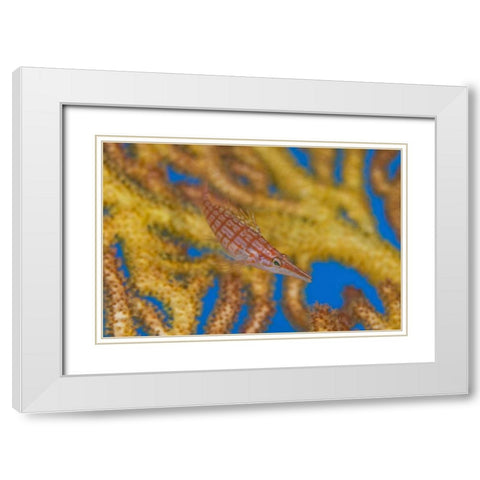 Solomon Islands A hawkfish swims above a sea fan White Modern Wood Framed Art Print with Double Matting by Shimlock, Jones