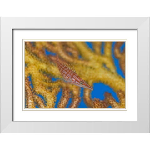 Solomon Islands A hawkfish swims above a sea fan White Modern Wood Framed Art Print with Double Matting by Shimlock, Jones