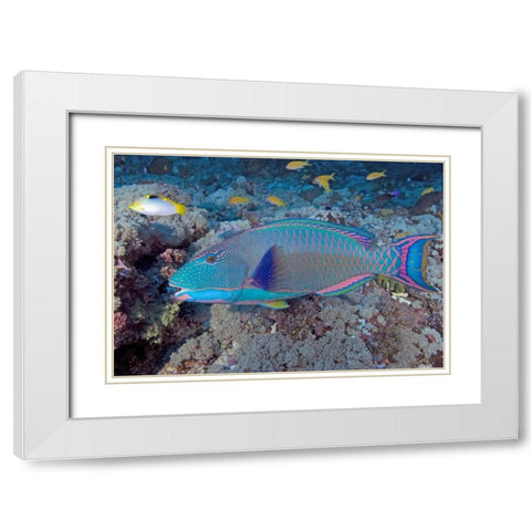 Solomon Is, Meri Island Adult bicolor parrotfish White Modern Wood Framed Art Print with Double Matting by Shimlock, Jones
