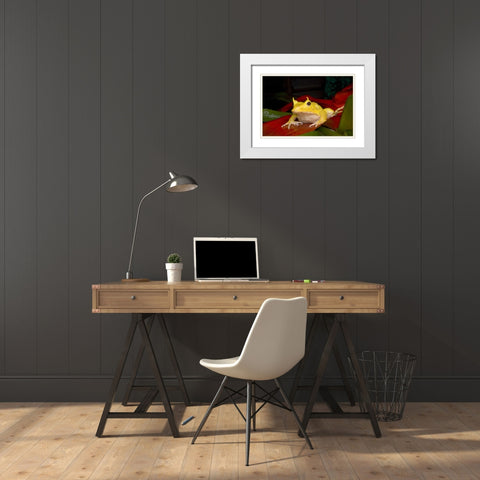 Solomon Islands Solomon Island leaf frog White Modern Wood Framed Art Print with Double Matting by Zuckerman, Jim