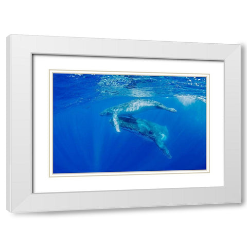 South Pacific-Tonga Humpback whale mother and calf close-up  White Modern Wood Framed Art Print with Double Matting by Jaynes Gallery