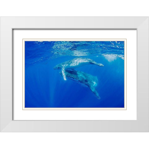 South Pacific-Tonga Humpback whale mother and calf close-up  White Modern Wood Framed Art Print with Double Matting by Jaynes Gallery