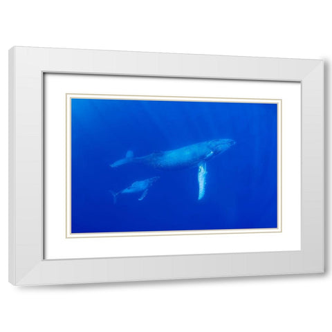 South Pacific-Tonga Humpback whale mother and calf close-up  White Modern Wood Framed Art Print with Double Matting by Jaynes Gallery