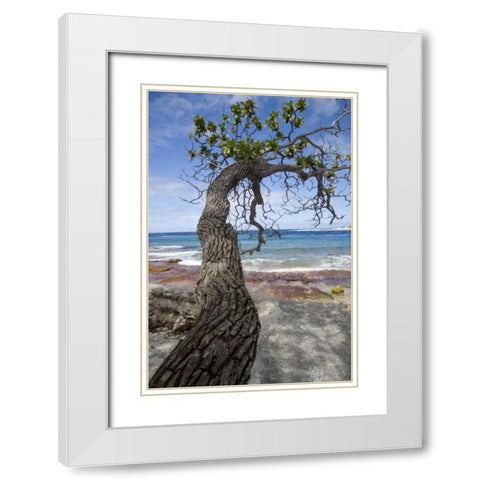 French Polynesia, Rangiroa Tree over the beach White Modern Wood Framed Art Print with Double Matting by Kaveney, Wendy