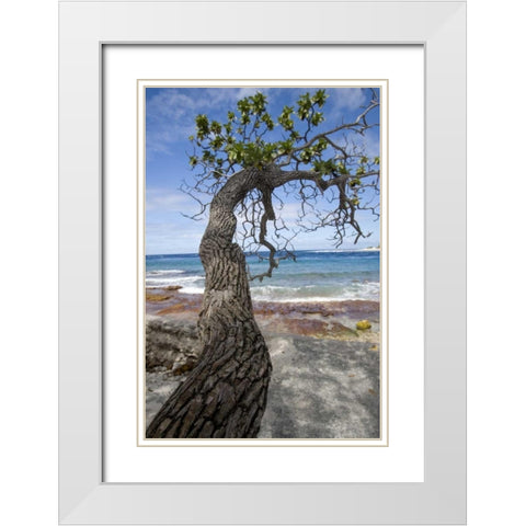 French Polynesia, Rangiroa Tree over the beach White Modern Wood Framed Art Print with Double Matting by Kaveney, Wendy