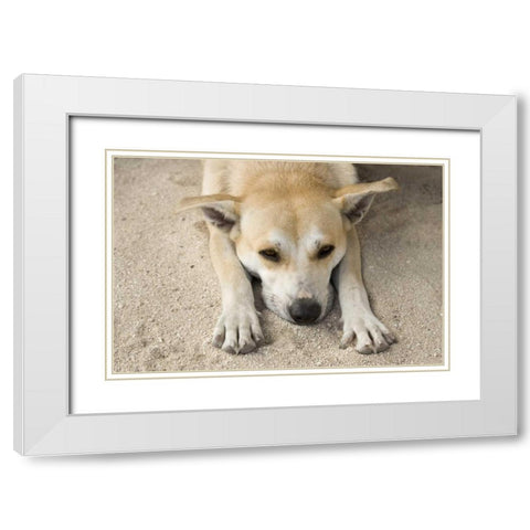 French Polynesia, Bora Bora A stray dog rests White Modern Wood Framed Art Print with Double Matting by Kaveney, Wendy
