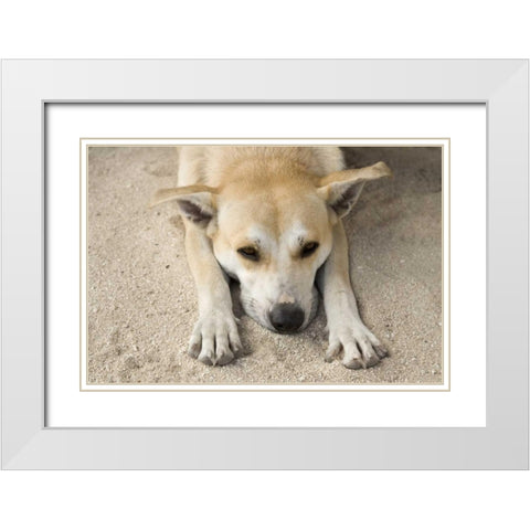 French Polynesia, Bora Bora A stray dog rests White Modern Wood Framed Art Print with Double Matting by Kaveney, Wendy