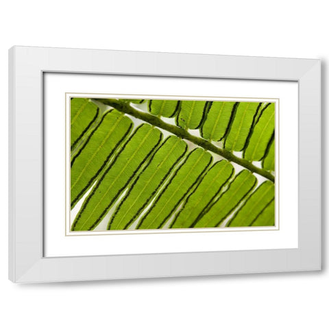 French Polynesia, Society Islands, Moorea Fern White Modern Wood Framed Art Print with Double Matting by Kaveney, Wendy