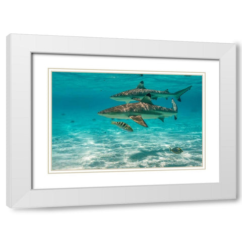 French Polynesia- Moorea. Black-tipped reef sharks. White Modern Wood Framed Art Print with Double Matting by Jaynes Gallery