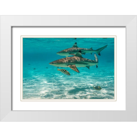 French Polynesia- Moorea. Black-tipped reef sharks. White Modern Wood Framed Art Print with Double Matting by Jaynes Gallery