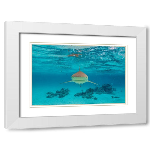 French Polynesia- Moorea. Front view of black-tipped reef shark. White Modern Wood Framed Art Print with Double Matting by Jaynes Gallery