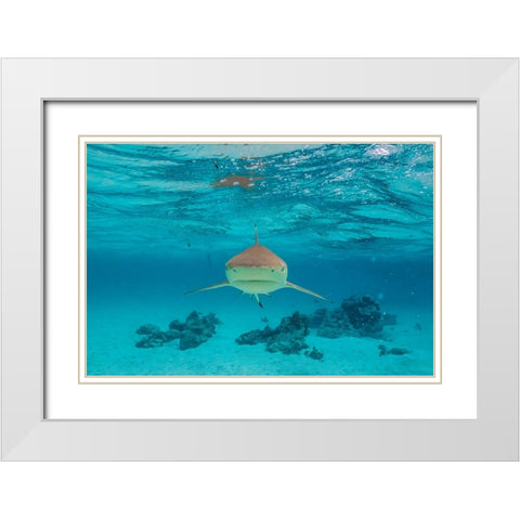 French Polynesia- Moorea. Front view of black-tipped reef shark. White Modern Wood Framed Art Print with Double Matting by Jaynes Gallery