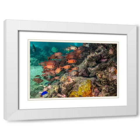 French Polynesia- Moorea. School of soldierfish and coral. White Modern Wood Framed Art Print with Double Matting by Jaynes Gallery
