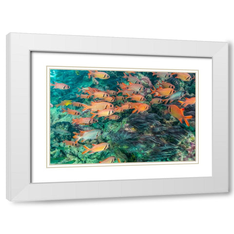 French Polynesia- Moorea. School of soldierfish and coral. White Modern Wood Framed Art Print with Double Matting by Jaynes Gallery