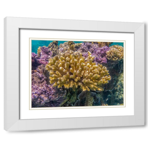 French Polynesia- Bora Bora. Close-up of coral garden. White Modern Wood Framed Art Print with Double Matting by Jaynes Gallery
