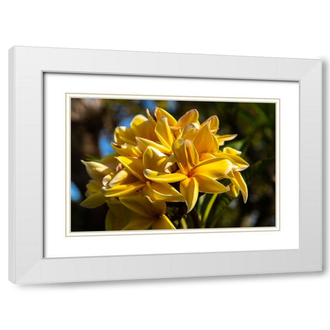 French Polynesia- Tahaa. Close-up of yellow plumeria blossoms. White Modern Wood Framed Art Print with Double Matting by Jaynes Gallery