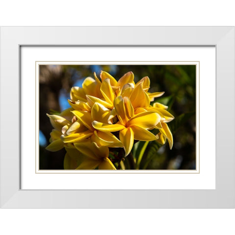French Polynesia- Tahaa. Close-up of yellow plumeria blossoms. White Modern Wood Framed Art Print with Double Matting by Jaynes Gallery