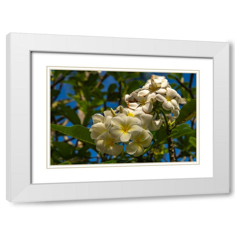 French Polynesia- Tahaa. Close-up of white plumeria blossoms. White Modern Wood Framed Art Print with Double Matting by Jaynes Gallery