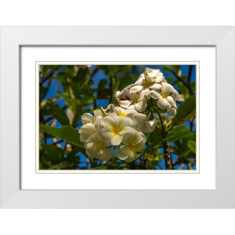 French Polynesia- Tahaa. Close-up of white plumeria blossoms. White Modern Wood Framed Art Print with Double Matting by Jaynes Gallery