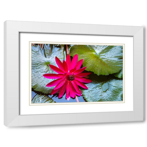 French Polynesia- Moorea. Lotus blossom and pads close-up. White Modern Wood Framed Art Print with Double Matting by Jaynes Gallery