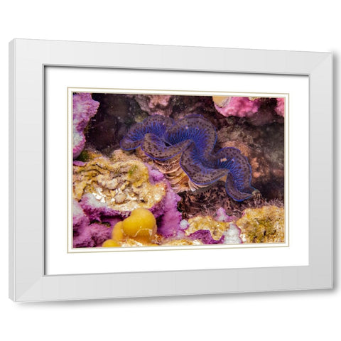 French Polynesia- Tahaa. Giant clam and coral underwater. White Modern Wood Framed Art Print with Double Matting by Jaynes Gallery