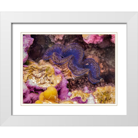 French Polynesia- Tahaa. Giant clam and coral underwater. White Modern Wood Framed Art Print with Double Matting by Jaynes Gallery