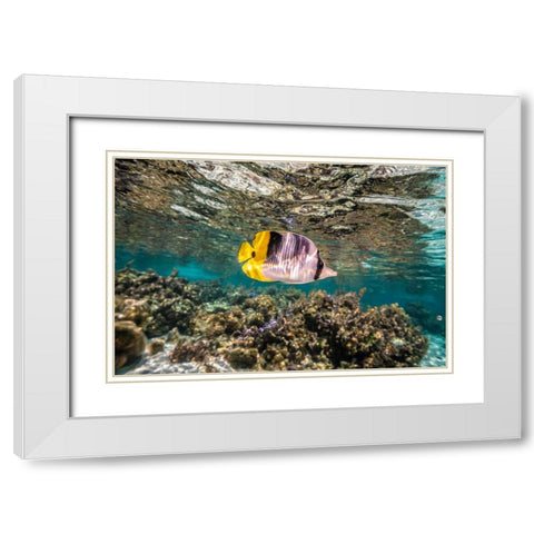 French Polynesia- Tahaa. Coral scenic with lone Pacific double-saddle butterflyfish. White Modern Wood Framed Art Print with Double Matting by Jaynes Gallery