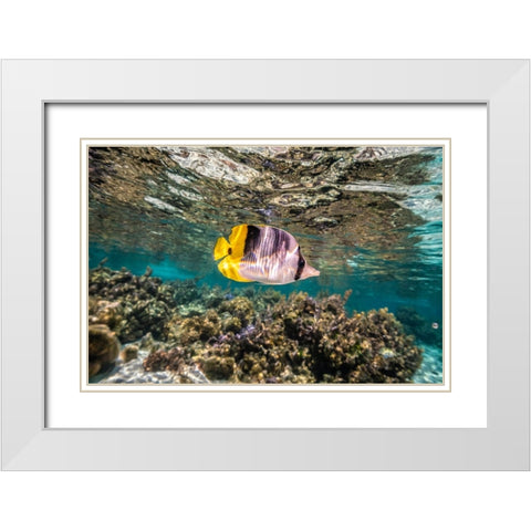 French Polynesia- Tahaa. Coral scenic with lone Pacific double-saddle butterflyfish. White Modern Wood Framed Art Print with Double Matting by Jaynes Gallery