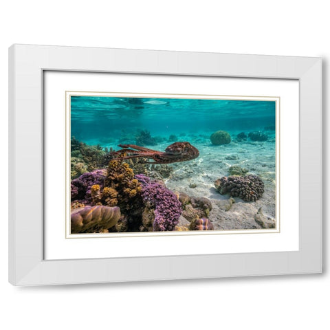 French Polynesia- Tahaa. Close-up of octopus moving. White Modern Wood Framed Art Print with Double Matting by Jaynes Gallery