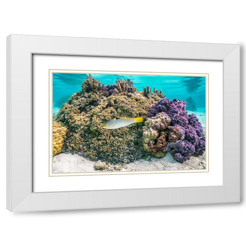 French Polynesia- Tahaa. Coral and reef fish. White Modern Wood Framed Art Print with Double Matting by Jaynes Gallery