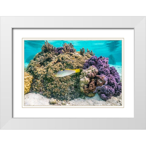 French Polynesia- Tahaa. Coral and reef fish. White Modern Wood Framed Art Print with Double Matting by Jaynes Gallery