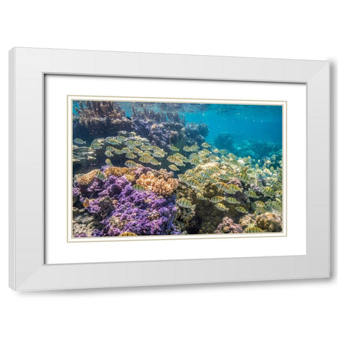 French Polynesia- Bora Bora. School of convict surgeonfish and coral. White Modern Wood Framed Art Print with Double Matting by Jaynes Gallery