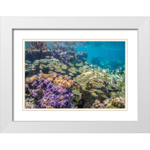 French Polynesia- Bora Bora. School of convict surgeonfish and coral. White Modern Wood Framed Art Print with Double Matting by Jaynes Gallery