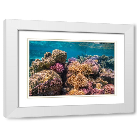 French Polynesia- Bora Bora. Close-up of coral garden. White Modern Wood Framed Art Print with Double Matting by Jaynes Gallery
