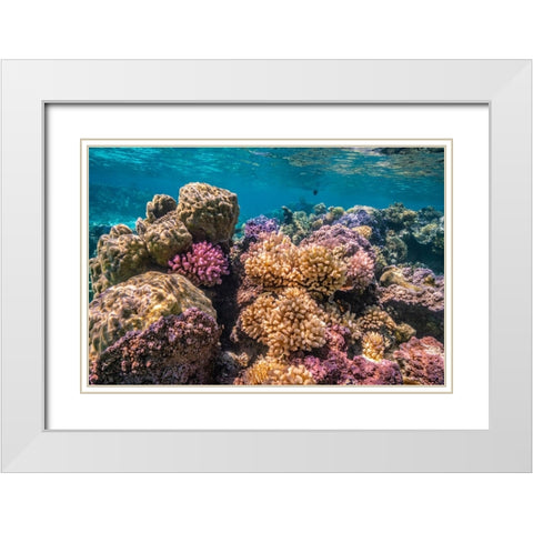 French Polynesia- Bora Bora. Close-up of coral garden. White Modern Wood Framed Art Print with Double Matting by Jaynes Gallery