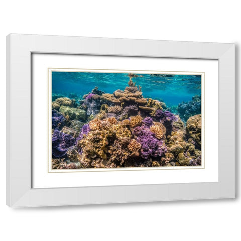 French Polynesia- Bora Bora. Close-up of coral garden. White Modern Wood Framed Art Print with Double Matting by Jaynes Gallery