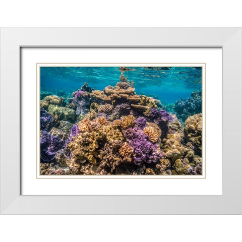 French Polynesia- Bora Bora. Close-up of coral garden. White Modern Wood Framed Art Print with Double Matting by Jaynes Gallery