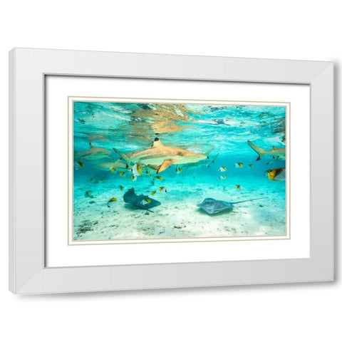 French Polynesia- Bora Bora. Black-tip reef sharks and stingrays. White Modern Wood Framed Art Print with Double Matting by Jaynes Gallery