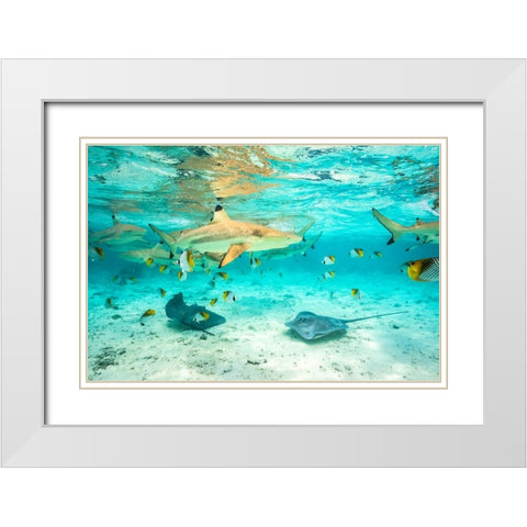 French Polynesia- Bora Bora. Black-tip reef sharks and stingrays. White Modern Wood Framed Art Print with Double Matting by Jaynes Gallery