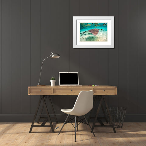French Polynesia- Bora Bora. Black tip reef sharks and stingray. White Modern Wood Framed Art Print with Double Matting by Jaynes Gallery