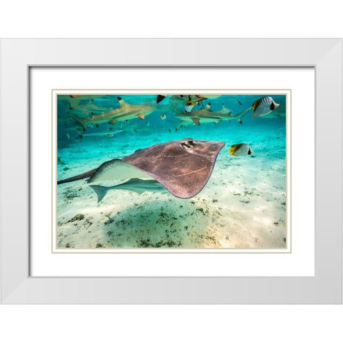 French Polynesia- Bora Bora. Black tip reef sharks and stingray. White Modern Wood Framed Art Print with Double Matting by Jaynes Gallery