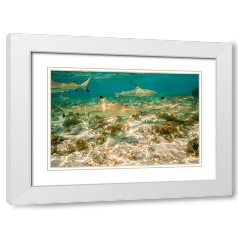 French Polynesia- Bora Bora. Black-tipped reef sharks close-up. White Modern Wood Framed Art Print with Double Matting by Jaynes Gallery