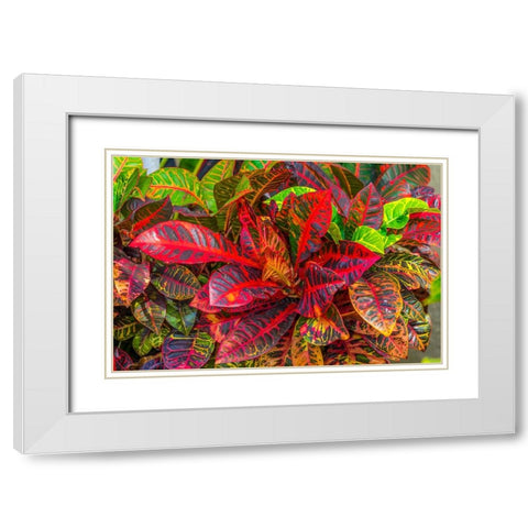 Colorful leaves-Moorea-Tahiti-French Polynesia White Modern Wood Framed Art Print with Double Matting by Perry, William
