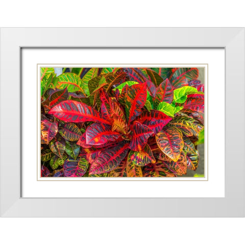 Colorful leaves-Moorea-Tahiti-French Polynesia White Modern Wood Framed Art Print with Double Matting by Perry, William