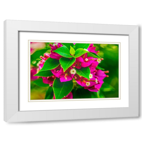 Pink bougainvillea closeup-Moorea-Tahiti-French Polynesia White Modern Wood Framed Art Print with Double Matting by Perry, William